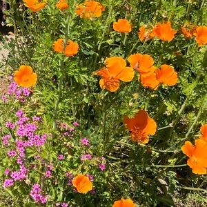 Meet your Posher, Jocabeth